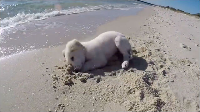 海辺で遊ぶ子犬