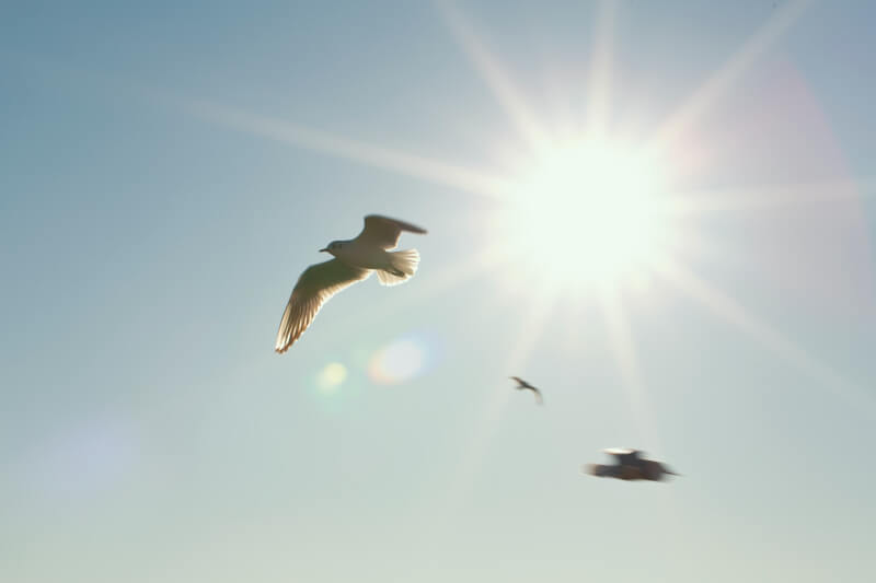 太陽の光が降り注ぐ空に舞う鳥たち