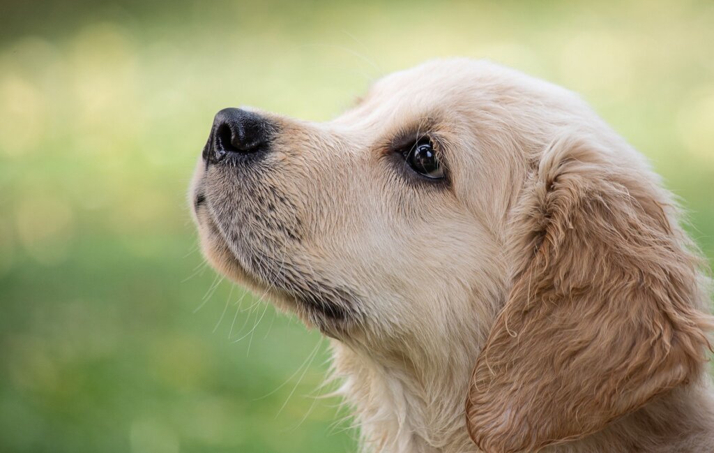 ゴールデンレトリバーの子犬の横顔