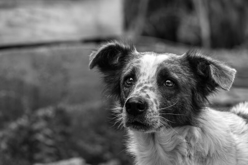 悲しい目をした犬がこちらを見ている白黒写真