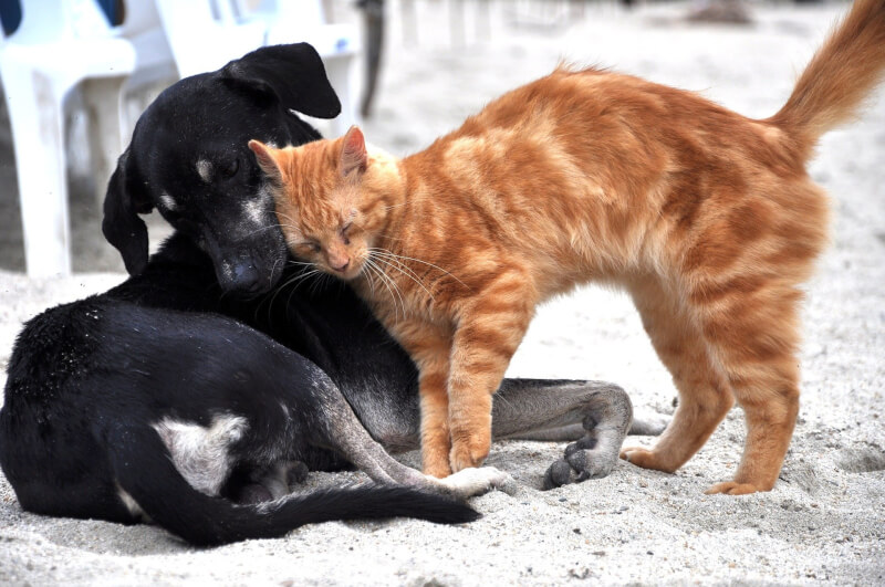 黒い犬と茶色の猫が寄り添っている