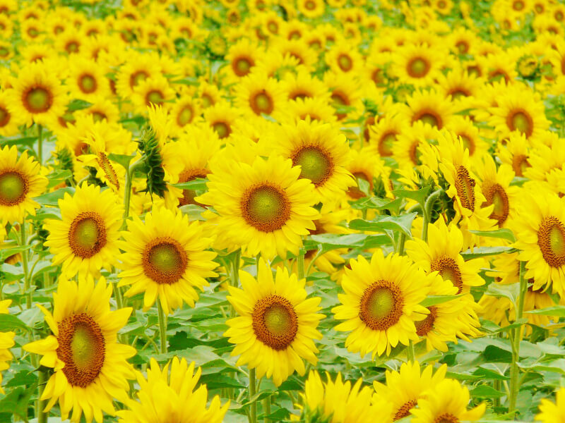 一面のひまわりの花